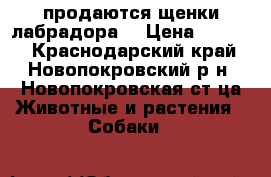 продаются щенки лабрадора  › Цена ­ 8 000 - Краснодарский край, Новопокровский р-н, Новопокровская ст-ца Животные и растения » Собаки   